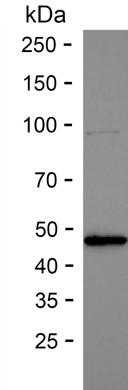 Western Blotting Recombinant Human DEFB103A Protein PHH6629